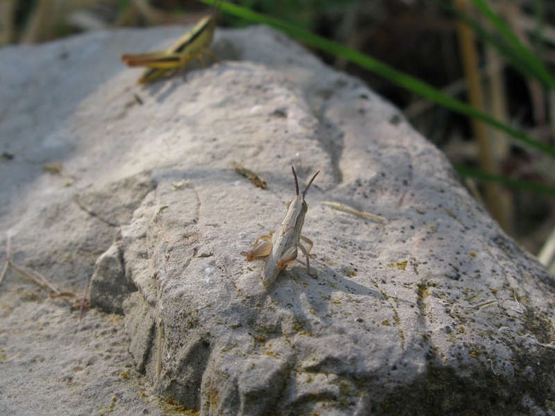 Euchorthippus declivus